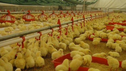 畜牧獸醫高職教育中的畜牧漁業飼料銷售 機遇、挑戰與人才培養路徑