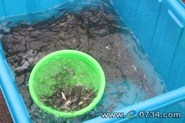 840萬尾魚苗入母親河 以生態養殖促水質凈化與漁業可持續發展