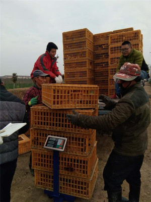 鹽城射陽臨海鎮八大家居委會 雞窩里飛出“金鳳凰”，畜牧漁業飼料銷售成富民新引擎